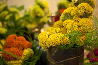 Celosia cristata en el pabellón Oranje Nassau - Lisse, Países Bajos