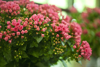 Bell-shaped pink flowers with four petals - Thumbnail