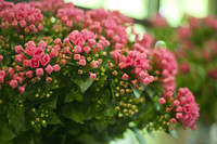 Bell-shaped pink flowers with four petals - Lisse, Netherlands