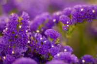 Flores violetas con aspecto de campanillas onduladas en Oranje Nassau - Lisse, Países Bajos