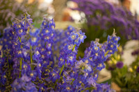 Racimos de flores púrpura azuladas - Thumbnail