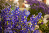 Racimos de flores púrpura azuladas - Lisse, Países Bajos