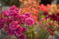 Claveles rosa oscuro en el Oranje Nassau - Lisse, Países Bajos