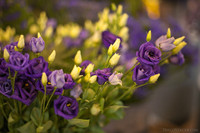 Rosas violetas de la muestra en el pabellón Oranje Nassau - Lisse, Países Bajos