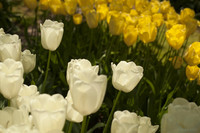 White and yellow tulips - Lisse, Netherlands
