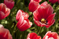 Tulipanes rosados y detalle del interior de un tulipán - Lisse, Países Bajos