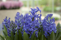 Jacinthes de l'exposition de fleurs d'intérieur - Lisse, Pays-Bas