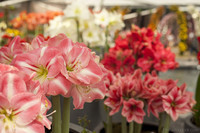 Amaryllis multicolore Amaryllis multicolore