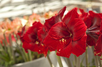 Amaryllis Grand Diva Amaryllis Grand Diva