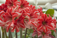 Amaryllis bicolore ou Hippeastrum - Thumbnail