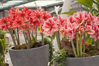 Amaryllis Gervase Amaryllis Gervase