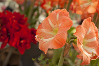 Amarilis bicolor - Lisse, Países Bajos