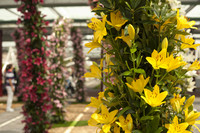 Détail d'une arche de fleurs de lys jaunes - Lisse, Pays-Bas