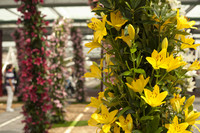 Detail of an arch of yellow lilies - Lisse, Netherlands