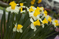 Trumpet Daffodils or Narcissus with white petals and yellow crown - Lisse, Netherlands