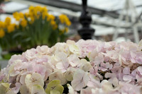 Hortensias en el pabellón Willem-Alexander - Lisse, Países Bajos