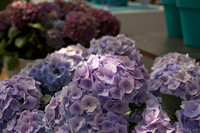 Hortensias lilas - Lisse, Pays-Bas