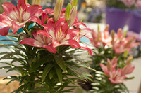 Bicolor lilies, white and dark pink - Lisse, Netherlands
