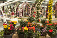 Rosas chinas de múltiples colores y arcos florales en la muestra de interiores de Keukenhof - Lisse, Países Bajos