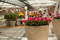 Pot avec fleurs rose foncé à deux tons aux intérieurs de Keukenhof - Lisse, Pays-Bas