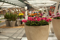 Pot of two-toned dark pink flowers in the Keukenhof interiors - Lisse, Netherlands