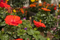 Hibiscus rosa-sinensis ou rose de Chine orange - Lisse, Pays-Bas