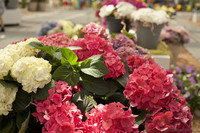 White and pink hydrangeas - Lisse, Netherlands