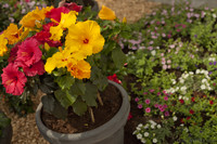 Hibiscus chinois ou roses de Chine - Lisse, Pays-Bas