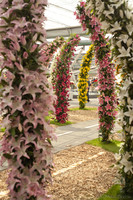 Floral arches of the Willem-Alexander pavilion - Lisse, Netherlands