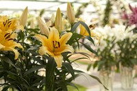 Yellow lilies - Lisse, Netherlands