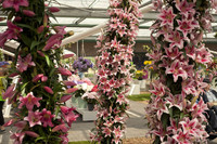 Floral arcade of bicolor lilies - Lisse, Netherlands