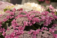 Hortensias roses - Lisse, Pays-Bas