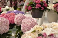 Hydrangeas of various colors - Lisse, Netherlands