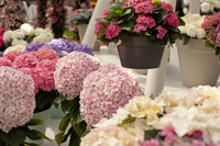 Hortensias de diversos colores - Lisse, Países Bajos