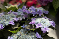 Boutons et fleurs hortensias lilas - Lisse, Pays-Bas