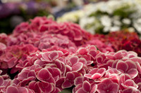 Ortensie bicolori, bianche e rosa scure - Lisse, Paesi Bassi