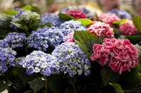 Fleurs lilas et roses - Lisse, Pays-Bas