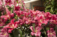 Rosy lilies with white tinted throats - Lisse, Netherlands