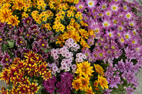 A wall of multicolored flowers in the interior exhibition of Keukenhof - Lisse, Netherlands