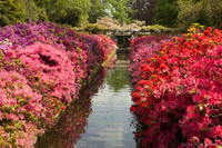 Flores multicolores bordeado un estanque - Lisse, Países Bajos