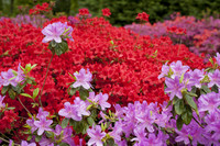 Lilac and red flowers - Lisse, Netherlands