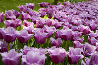 Tulipes violettes frangées - Lisse, Pays-Bas