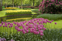 Tulipes à fleur de lys violette-rose - Lisse, Pays-Bas