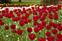 Tulipa Île-de-France - Lisse, Netherlands