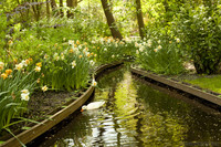 Pato doméstico en un pequeño canal de Keukenhof - Lisse, Países Bajos