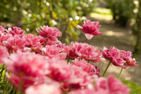 Tulipanes dobles rosados - Lisse, Países Bajos