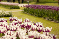 Tulipani bicolore bianco-viola - Lisse, Paesi Bassi