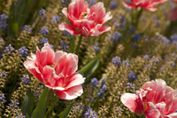 Tulipe double hâtive Foxtrot - Thumbnail