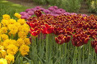 Tulipes rouge-orange et tulipes Monte Carlo - Lisse, Pays-Bas