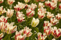 Tulipa Ice Follies - Lisse, Paesi Bassi